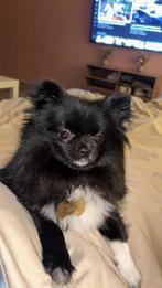 Pomeriaan teefje, Dieren en Toebehoren, Honden | Poolhonden, Keeshonden en Oertypen, Keeshond, 1 tot 2 jaar, Teef, Eén hond
