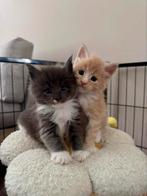 Prachtige maine coon kittens met stamboom, Dieren en Toebehoren, Meerdere dieren, Met stamboom