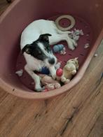 Garry 8 mnd. Aanhankelijk, vrolijk, speels, cats,dogs, Rabiës (hondsdolheid), 15 weken tot 1 jaar, Buitenland, Eén hond
