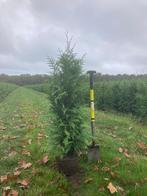 Thuja plicata Haagplanten in verschillende maten leverbaar, Ophalen of Verzenden, Conifeer, 100 tot 250 cm