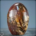 Versteend hout fossiel uit Madagaskar - 200 miljoen jaar oud, Ophalen of Verzenden, Fossiel