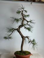 Prachtige Pinus Densiflora Bonsai - 84cm hoog, Tuin en Terras, Planten | Bomen, Bloeit niet, Overige soorten, Minder dan 100 cm