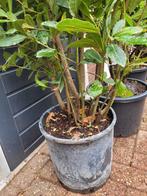 Laurus nobilis meerstammige, Ophalen, Zomer, Overige soorten, Halfschaduw