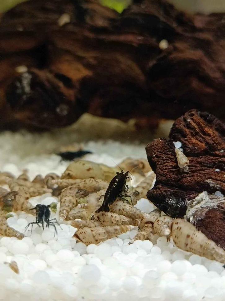 Torenslakken (Melanoides) | Bodemreinigers voor elk aquarium, Dieren en Toebehoren, Vissen | Aquariumvissen, Zoetwatervis, Slak of Weekdier