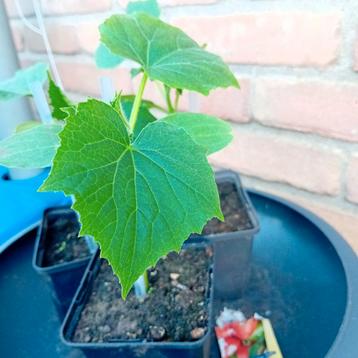 groente  snack komkommer plantjes beschikbaar voor biedingen