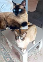 Siamees/snowbengaal kittens, Dieren en Toebehoren, Katten en Kittens | Raskatten | Korthaar, Geslacht onbekend, Ontwormd, 0 tot 2 jaar