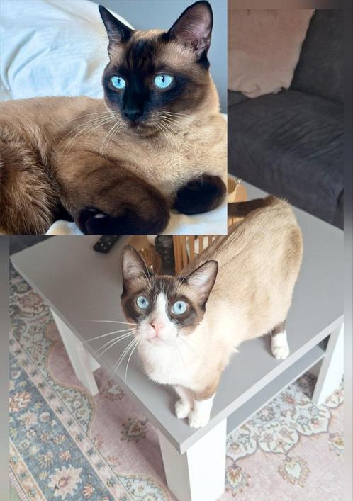 Siamees/snowbengaal kittens, Dieren en Toebehoren, Katten en Kittens | Raskatten | Korthaar, Geslacht onbekend, 0 tot 2 jaar, Ontwormd