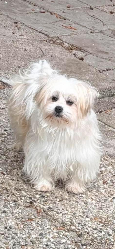 Havanezer/pomeriaan teefje te koop, Dieren en Toebehoren, Overige Dieren, Vrouwelijk, September