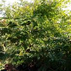 Diverse struiken te koop, Ophalen, Overige soorten, Struik, 100 tot 250 cm