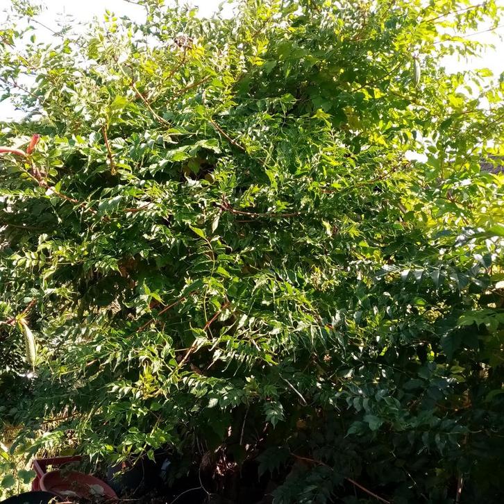 Diverse struiken te koop, Tuin en Terras, Planten | Struiken en Hagen, Struik, Overige soorten, 100 tot 250 cm, Ophalen