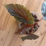 begonia benigo pink spot stek nr 9, Ophalen of Verzenden, Overige soorten, Minder dan 100 cm