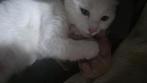 1 kitten Poesje  nog beschikbaar, Dieren en Toebehoren, Meerdere dieren, Langharig