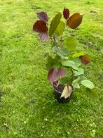 Rode bladeren hazelaar/Roodbladige hazelaar, Tuin en Terras, Planten | Tuinplanten, Ophalen, Vaste plant, Fruitplanten