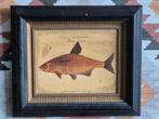Mooie vintage lijst met afbeeling van een vis!, Antiek en Kunst, Kunst | Schilderijen | Klassiek, Ophalen of Verzenden