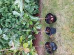 Potunia Red Robin, Ophalen, Lente, In pot, Appelboom