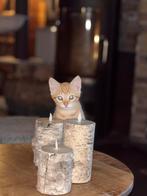 Kitten te koop, Dieren en Toebehoren, Katten en Kittens | Raskatten | Korthaar, Poes, Ontwormd