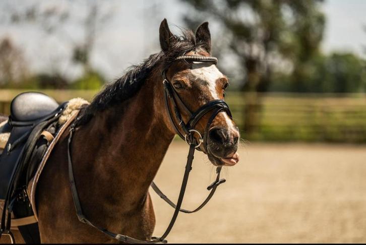 Ponyrijles op super brave en ervaren b-pony, Diensten en Vakmensen, Dieren | Paarden | Verzorging, Oppas en Les, Paardrijles of Ponykampen