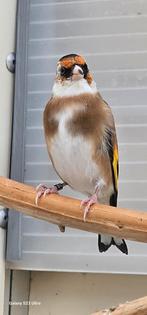 Putters parva van 2025, Dieren en Toebehoren, Vogels | Kanaries, Meerdere dieren, Bastaard