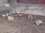 zijdehoen kriel kuikens 14x, Dieren en Toebehoren, Pluimvee, Geslacht onbekend, Kip