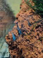Blauwe garnalen, Kreeft, Krab of Garnaal