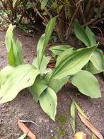 Lelietje van Dalen planten plantjes, Ophalen