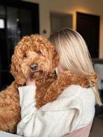 Dekreu Labradoodle 1,5 jaar jong medium, Dieren en Toebehoren, Honden | Dekreuen, Reu, 1 tot 2 jaar, Eén hond, Nederland