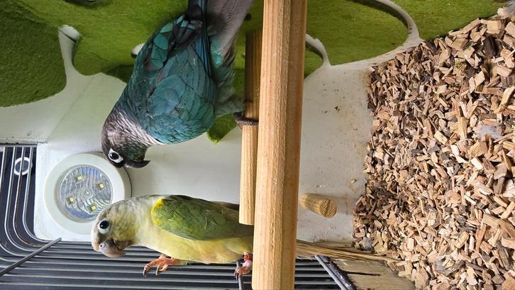 Bijzonder koppel: Turquoise split Mint x Mint (misty/violet), Dieren en Toebehoren, Vogels | Parkieten en Papegaaien, Parkiet