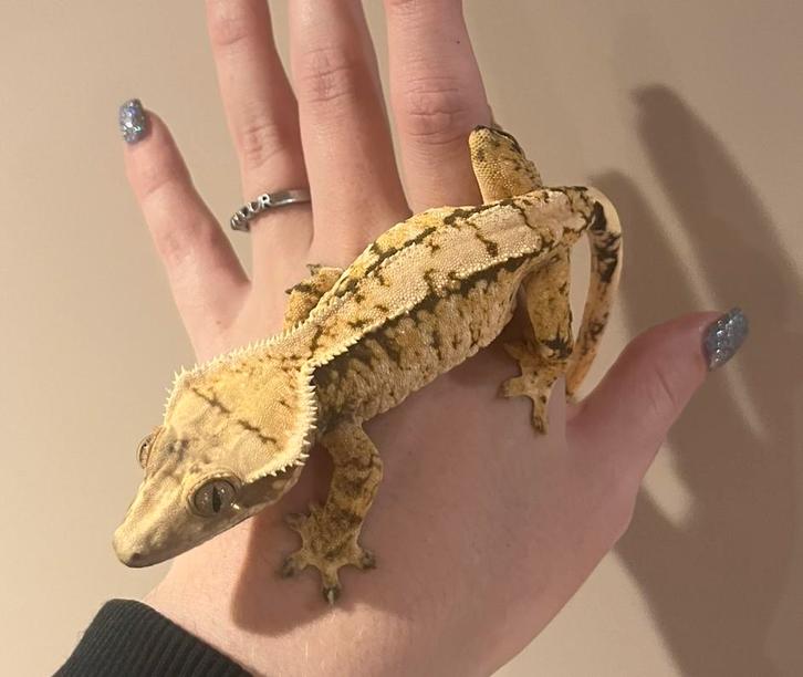 Wimpergekko vrouw RTB