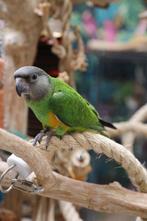 Bonte Boertjes of Senegal papegaai | Getest op ziekte en DNA, Papegaai, Meerdere dieren, Pratend
