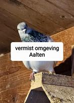 Vermist omgeving Aalten. Laat weeten als je deze ziet, Dieren en Toebehoren, Vogels | Duiven, Mannelijk