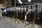 Gezocht weiland of weidegang voor paarden Doetinchem, Dieren en Toebehoren, Weidegang, 4 paarden of pony's of meer