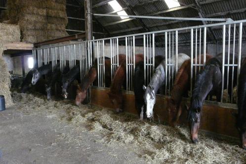 Gezocht weiland of weidegang voor paarden Doetinchem, Dieren en Toebehoren, Stalling en Weidegang, Opfok, Stalling, Weidegang