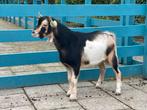 Hoornloos gemanteld dwerg bokje, Dieren en Toebehoren, Schapen, Geiten en Varkens, Mannelijk, Geit