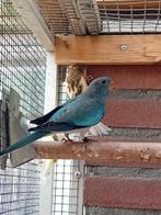 TEKOOP Diverse  jonge splendids, Dieren en Toebehoren, Meerdere dieren, Parkiet, Geringd