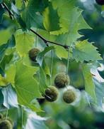 Nederlandse BIO boompjes zaailingen Eik Platan in pot, Tuin en Terras, Lente, Minder dan 100 cm, Volle zon, In pot