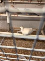 Witte lachduiven, Dieren en Toebehoren, Meerdere dieren, Overige soorten