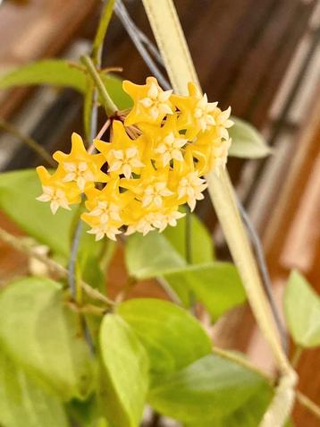 Hoya fischeriana grote stek ongeworteld