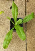 Kaardenbol., Ophalen of Verzenden, Zomer, Volle zon