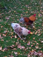 Verschillende kleuren Wyandotte hanen, Dieren en Toebehoren, Mannelijk, Kip