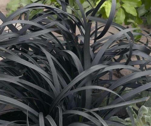 Grassen o.a Zwartgras,Bloedgras,Pijpestrootje+vaste planten, Tuin en Terras, Planten | Tuinplanten, Ophalen