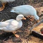 Koppels witte kwaker eenden, Dieren en Toebehoren, Meerdere dieren, Eend