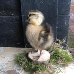 Taxidermie opgezet eendenkuikentje bruin/geel, Ophalen of Verzenden