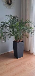 Mooi Goudpalm kamerplant met pot, Ophalen, Halfschaduw