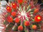 Cactus Ferocactus Stainesii in de 40 cm schaal., Cactus, Minder dan 100 cm, Ophalen of Verzenden, In pot