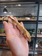 Wimpergekko man uit 2024, Hagedis, Tam, 0 tot 2 jaar