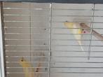2 jonge kanaries, Dieren en Toebehoren, Vogels | Kanaries, Meerdere dieren, Kleurkanarie