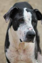 Alora Dog Rescue: Onyx, wie geeft hem een kans?, Dieren en Toebehoren, Honden | Niet-rashonden, Particulier, Rabiës (hondsdolheid)