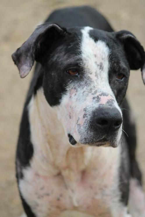 Alora Dog Rescue: Onyx, wie geeft hem een kans?, Dieren en Toebehoren, Honden | Niet-rashonden, Groot, Reu, Particulier, Eén hond