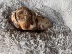 Dwerg teckels pups teckel pup pups, Rabiës (hondsdolheid), Reu, 8 tot 15 weken, Korthaar