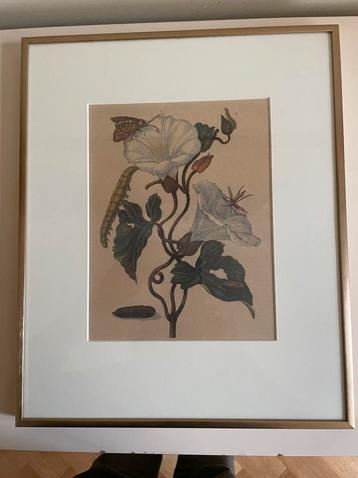 Maria Sibylla Merian - Entomologie Kunstwerk beschikbaar voor biedingen